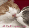cat-kissing.gif