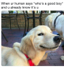 dog-good-boy-meme-1546528845.png
