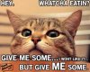 Cat-Memes-47.jpg