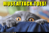 animals-toes-cat-attack-caption-8796361984.png