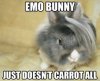 Emo-Bunny-Just-Doesnt-Carrot-All-Funny-Rabbit-Meme-Picture.jpg