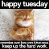 cat-happy-tuesday-meme-motivation-quote.jpeg